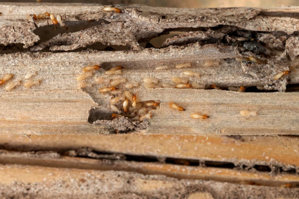 Best Bed Bug Extermination  in Summerfield, MD